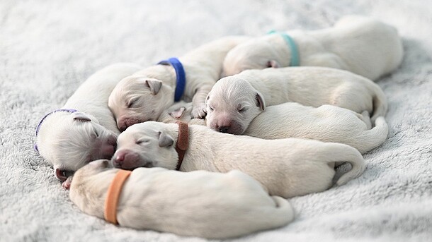 Eine Gruppe weißer Hundewelpen liegt aneinandergekuschlet auf einer weißen Decke.